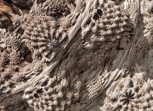 Mandelbulb