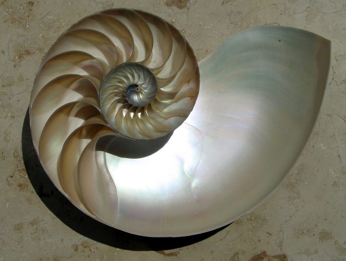 Fractals in Nature